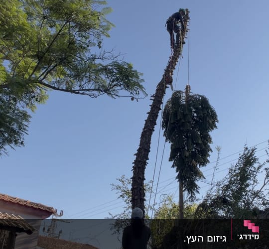 עבודת כריתה וגיזום של עץ גבוה באמצעות טיפוס וחבלים
